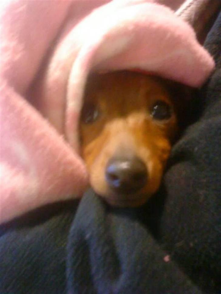 Prazsky krysarik Choco<3 billede 6