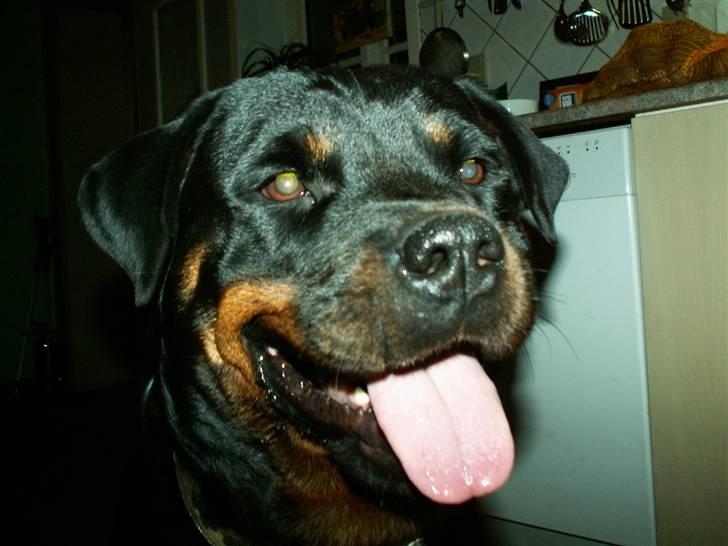 Rottweiler Dikadiabolos Ukita R.I.P billede 15