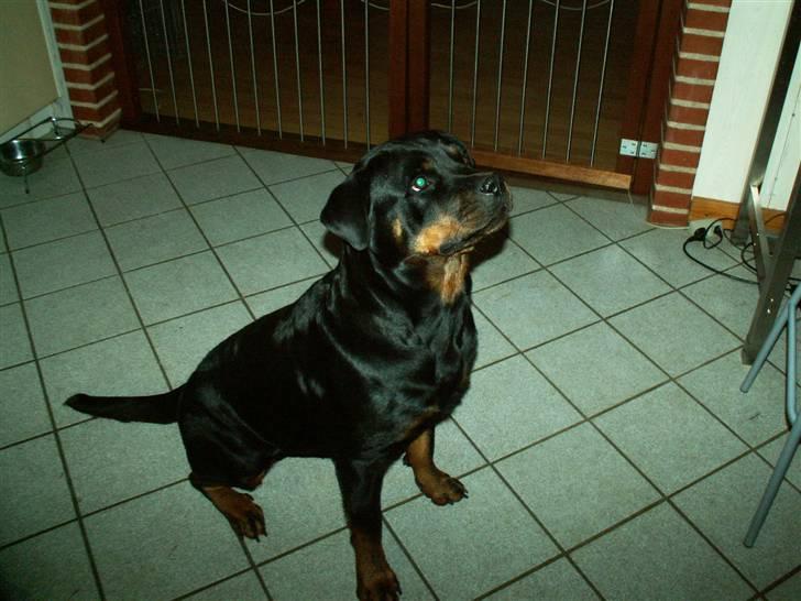 Rottweiler Dikadiabolos Ukita R.I.P billede 16