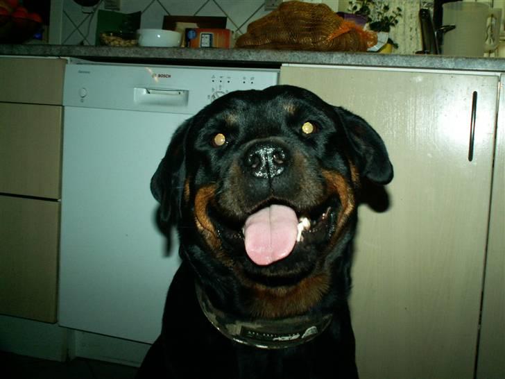 Rottweiler Dikadiabolos Ukita R.I.P billede 17
