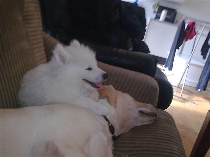 Samojedhund Silver (mine forældres) *RIP* billede 11