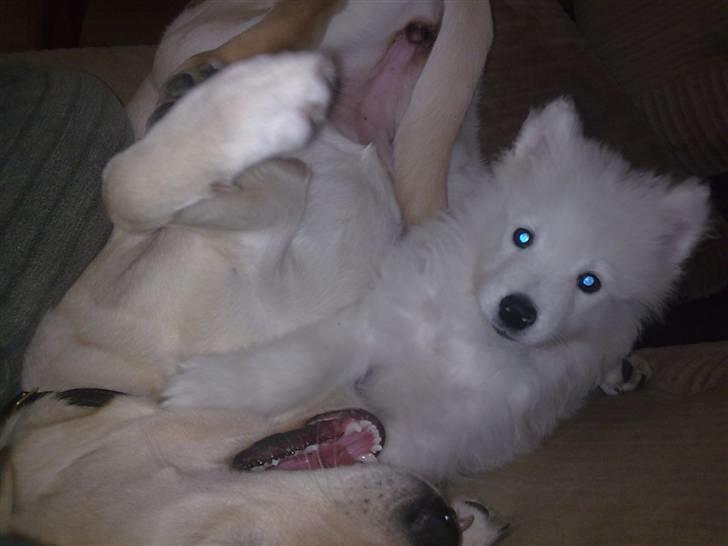 Samojedhund Silver (mine forældres) *RIP* - "Jeg vandt!" billede 12