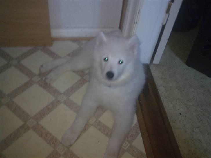 Samojedhund Silver (mine forældres) *RIP* billede 13