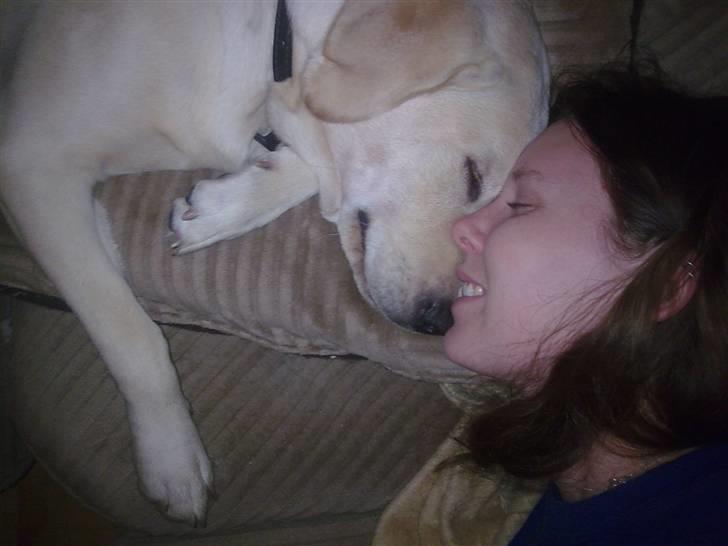 Labrador retriever Sascha *RIP* - Min elskehund billede 18