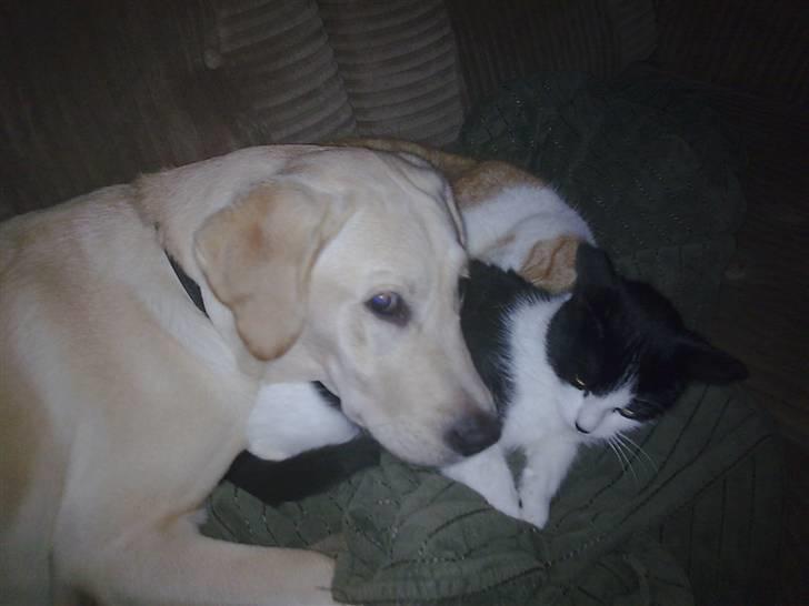 Labrador retriever Sascha *RIP* - Sascha og missevennerne billede 19