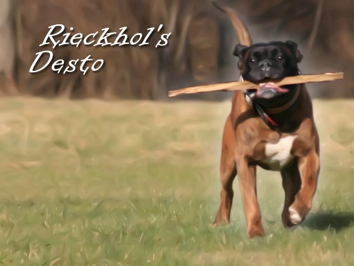 Boxer Rieckhol's Desto R.I.P.  billede 1