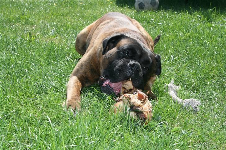 Boxer Rieckhol's Desto R.I.P.  billede 2