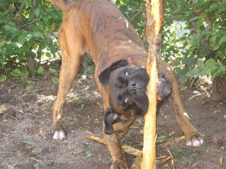 Boxer Rieckhol's Desto R.I.P.  billede 3