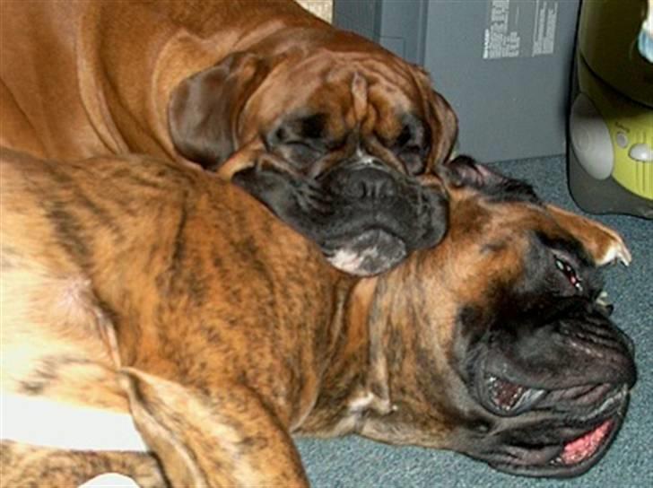 Boxer Rieckhol's Desto R.I.P.  billede 4