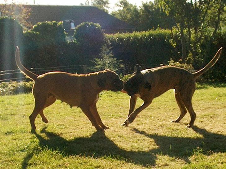 Boxer Rieckhol's Desto R.I.P.  billede 5