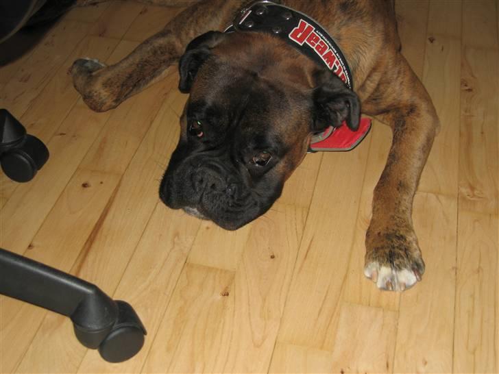 Boxer Rieckhol's Desto R.I.P.  billede 6