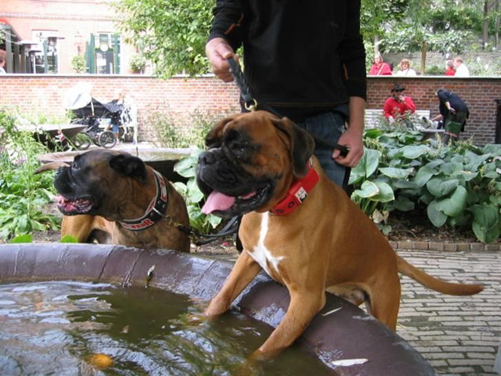 Boxer Rieckhol's Desto R.I.P.  billede 7