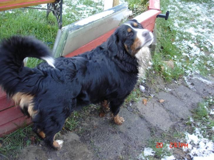 Berner sennenhund vores dina død r.i.p. billede 18