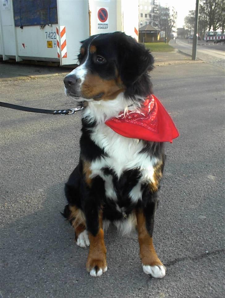 Berner sennenhund vores dina død r.i.p. billede 19