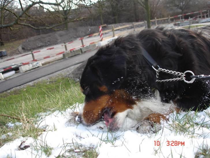 Berner sennenhund vores dina død r.i.p. billede 20
