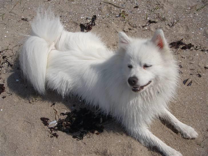 Japansk spids Nezumi Shiome Enzo billede 9