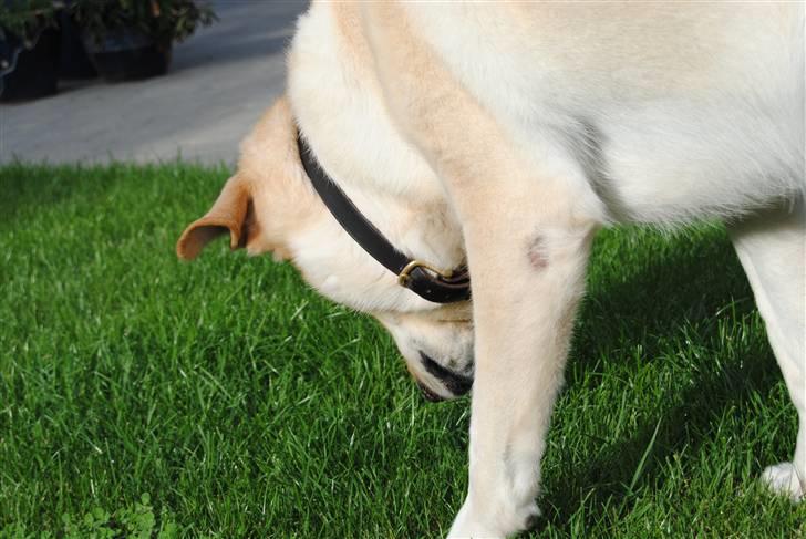 Blanding af racer Basse - I miss you with every beat of my heart... billede 20