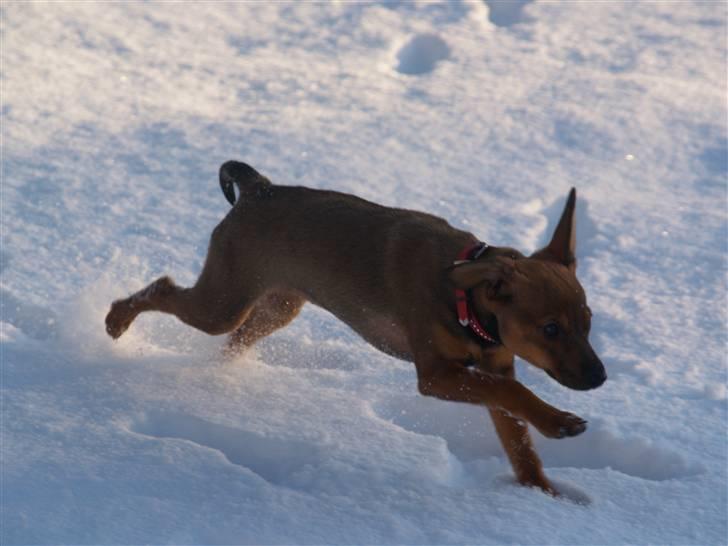 Blanding af racer Freyja - "Supermaaaaaaaaaan!" billede 14