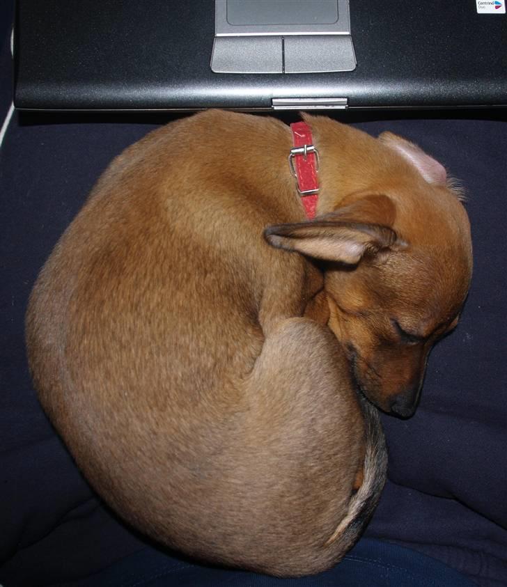 Blanding af racer Freyja - Freyja på sin yndlingsplads - Mit skød foran computeren (; billede 15