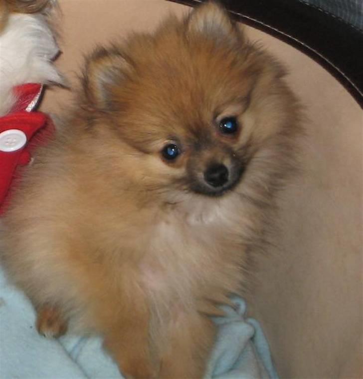 Pomeranian Malik R.I.P - Babypels billede 12