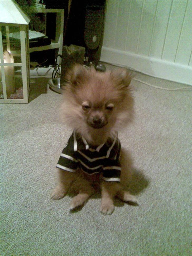 Pomeranian Malik R.I.P - Jeg har lige været til dyrelægen, man bliver helt rundt på gulvet af det de stikker med. billede 13