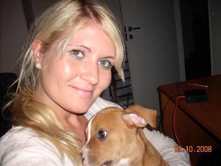 Amerikansk bulldog Bella billede 6