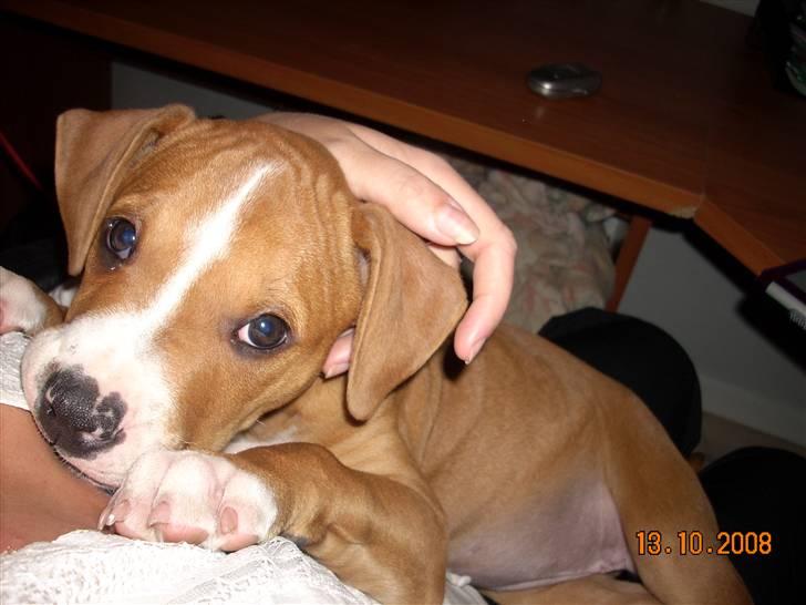 Amerikansk bulldog Bella billede 7