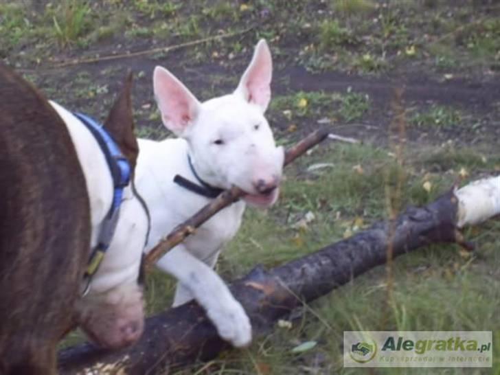 Bullterrier Arnold billede 1