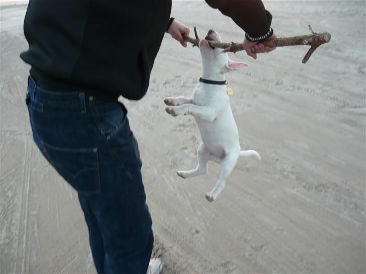 Bullterrier Arnold - Hænger i pinden mens far holder... billede 2