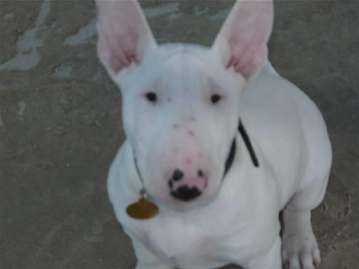 Bullterrier Arnold billede 3