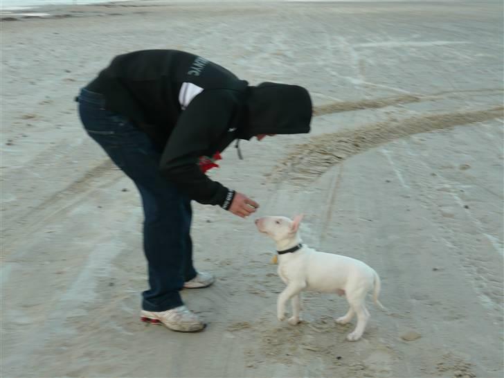 Bullterrier Arnold billede 4