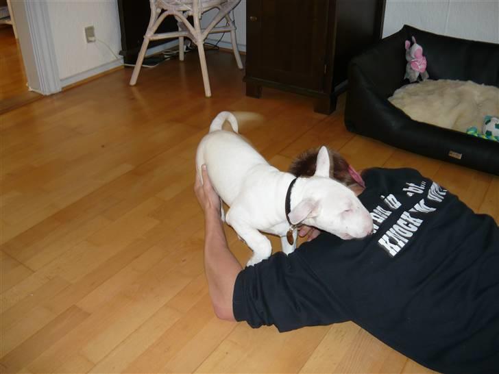 Bullterrier Arnold - Spiser far :P billede 5