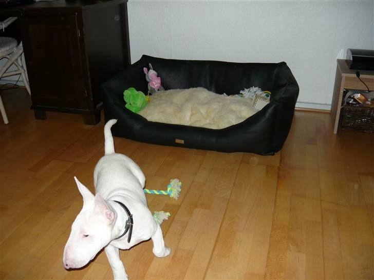 Bullterrier Arnold - mig og min fine kurv billede 6