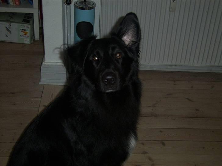 Blanding af racer Bjørn - Jeg lytter :0) billede 14