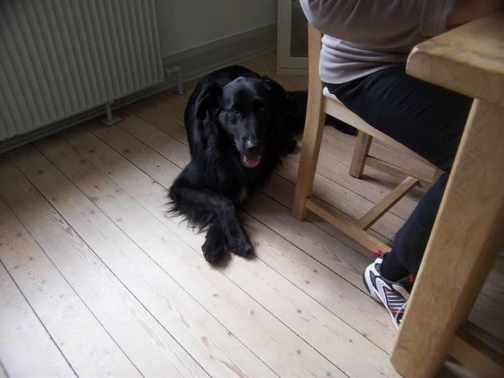 Blanding af racer Bjørn - Hygger mig bag min mormor. billede 15