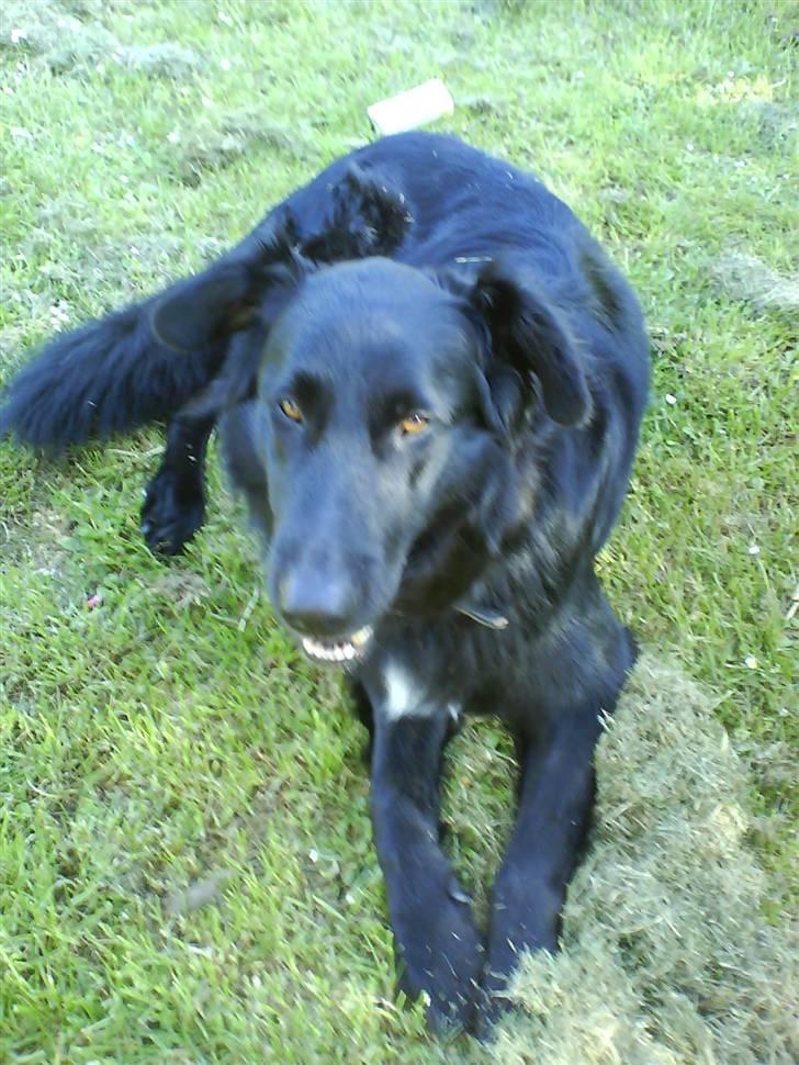 Blanding af racer Bjørn - Jeg elsker at slappe af i græsset :0) billede 16