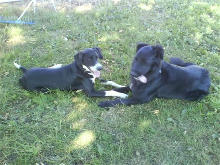 Blanding af racer Bjørn - Mig og min "lillebror". billede 17