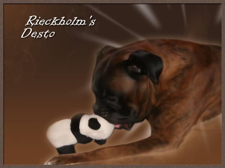 Boxer Rieckhol's Desto R.I.P.  billede 8