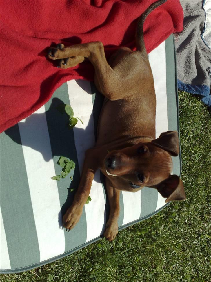 Dvaergpinscher Zille billede 10