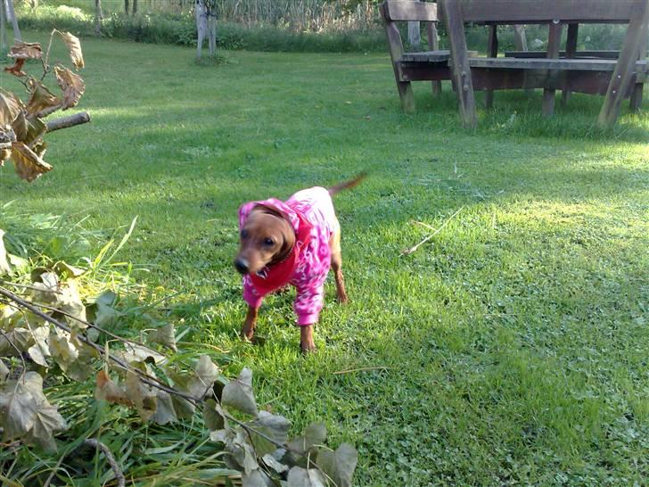 Dvaergpinscher Zille billede 13