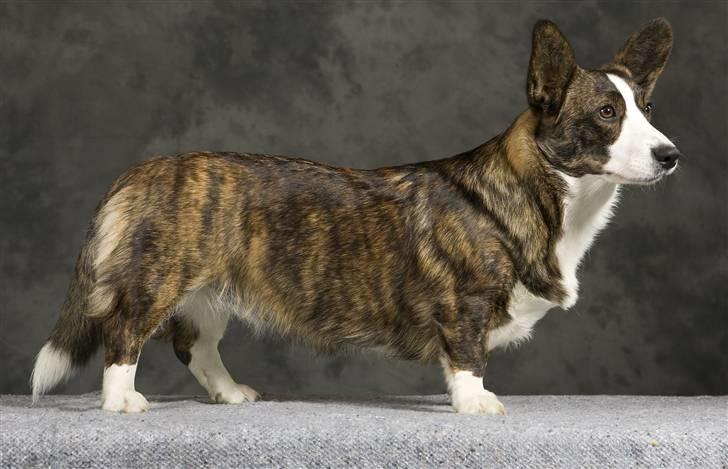 Welsh corgi cardigan Faarup Dana - Vappe fotograferet af Tosafoto 1 år og 14 dage gammel billede 1