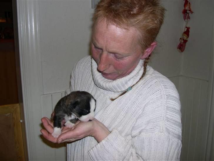 Welsh corgi cardigan Faarup Dana billede 2