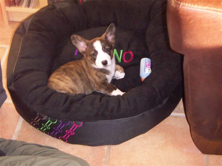 Welsh corgi cardigan Faarup Dana - 8 uger og 1 dag i nyt hjem billede 3