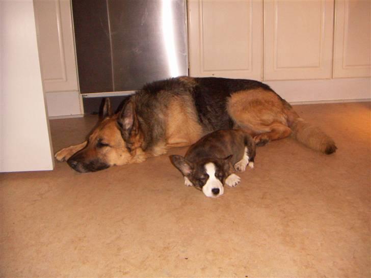 Welsh corgi cardigan Faarup Dana - første nye ven billede 4