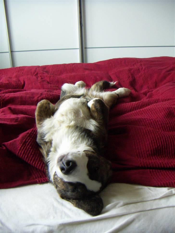 Welsh corgi cardigan Faarup Dana - jeg-en corgi billede 5