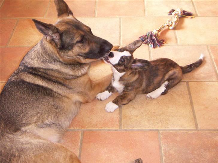 Welsh corgi cardigan Faarup Dana - anden nye ven billede 6