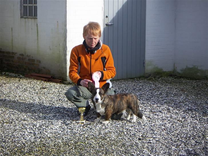 Welsh corgi cardigan Faarup Dana - vinder af vores klasse 1.gang vi udstiller i baby billede 7