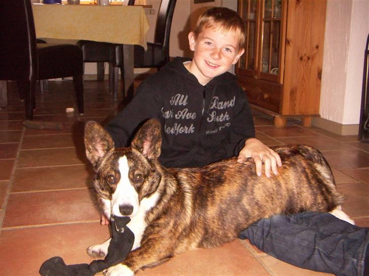 Welsh corgi cardigan Faarup Dana - elsker børn billede 8