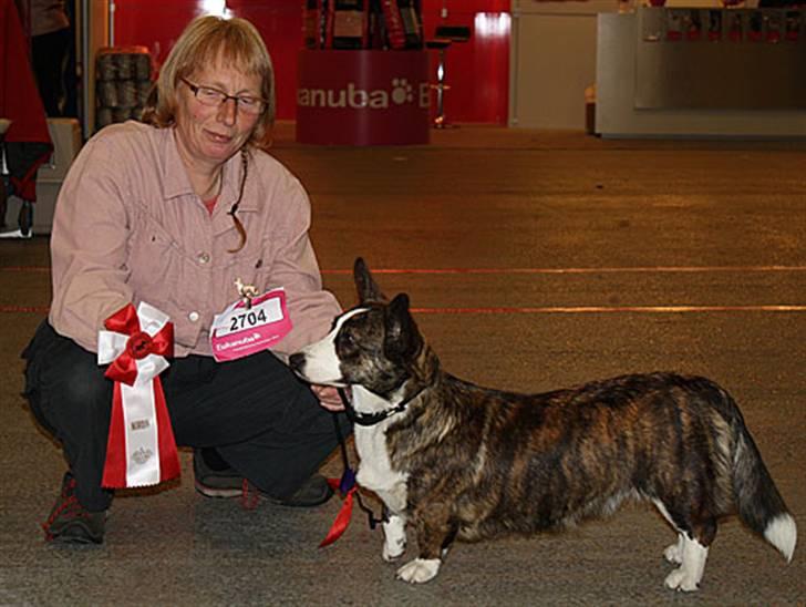 Welsh corgi cardigan Faarup Dana - nordisk vinder i juniorklasse Herning 2008 billede 9