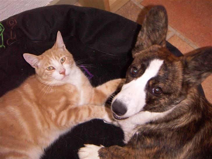 Welsh corgi cardigan Faarup Dana - legekammerat "Olfert" billede 10